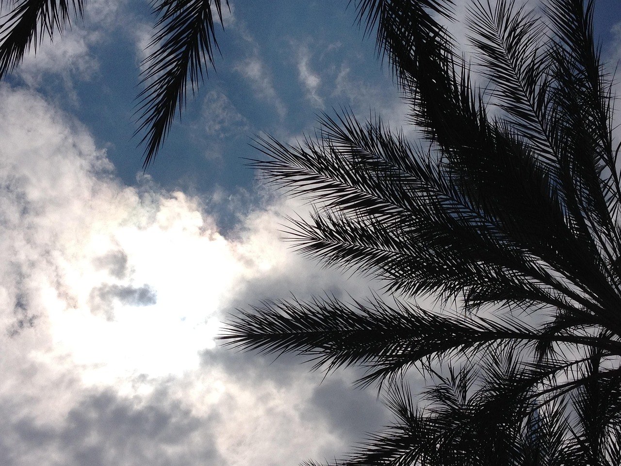 Palm, trees, leaves